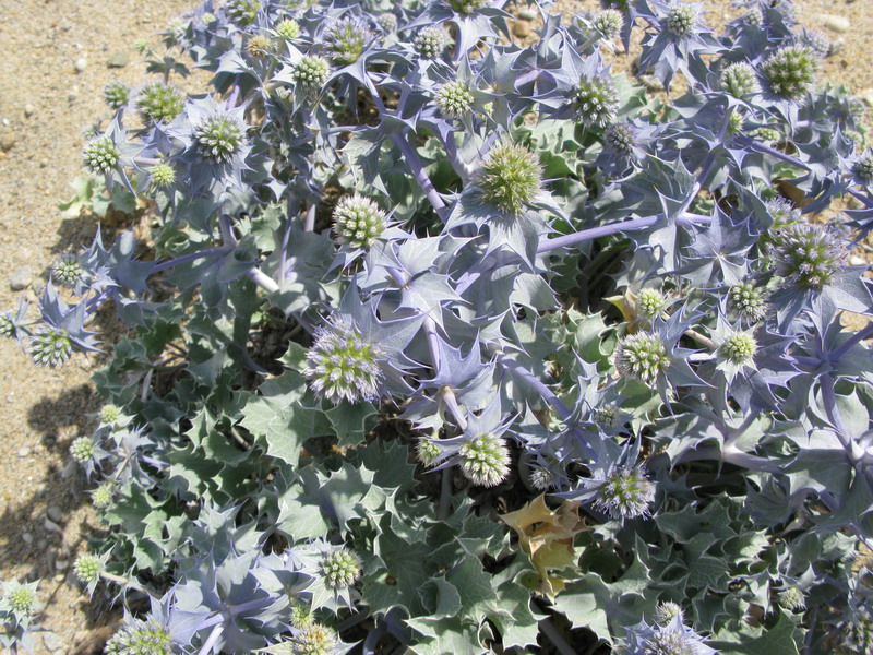 Macchia mediterranea in Sardegna: piccola galleria di ...