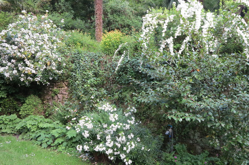 Fioriture nel mio giardino sul lago