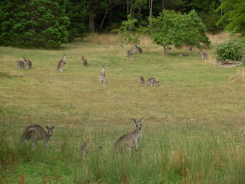 Il giardino dei canguri: direttamente dall'Australia di Franco Backaus