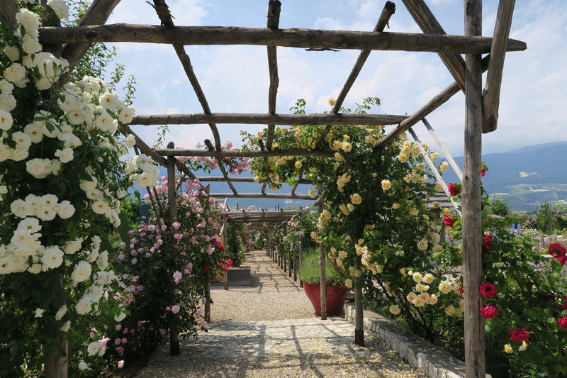 Un roseto alpino da non perdere: il giardino delle rose a Ronzone in val di Non