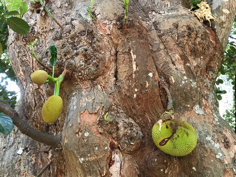 Laura Guarneri da Sri Lanka: l'orto botanico di Kandy