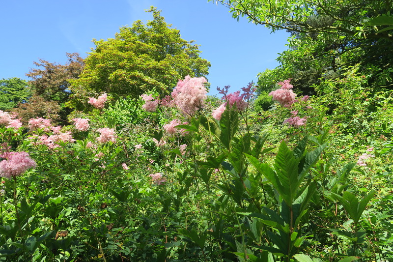 Scoperte botaniche nel mio viaggio in Normandia