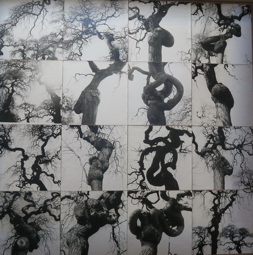 La mostra 'Nous les arbres' alla Fondation Cartier a Parigi
