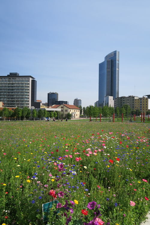 Parchi milanesi: prati fioriti alla BAM e Parco di Cascina Merlata