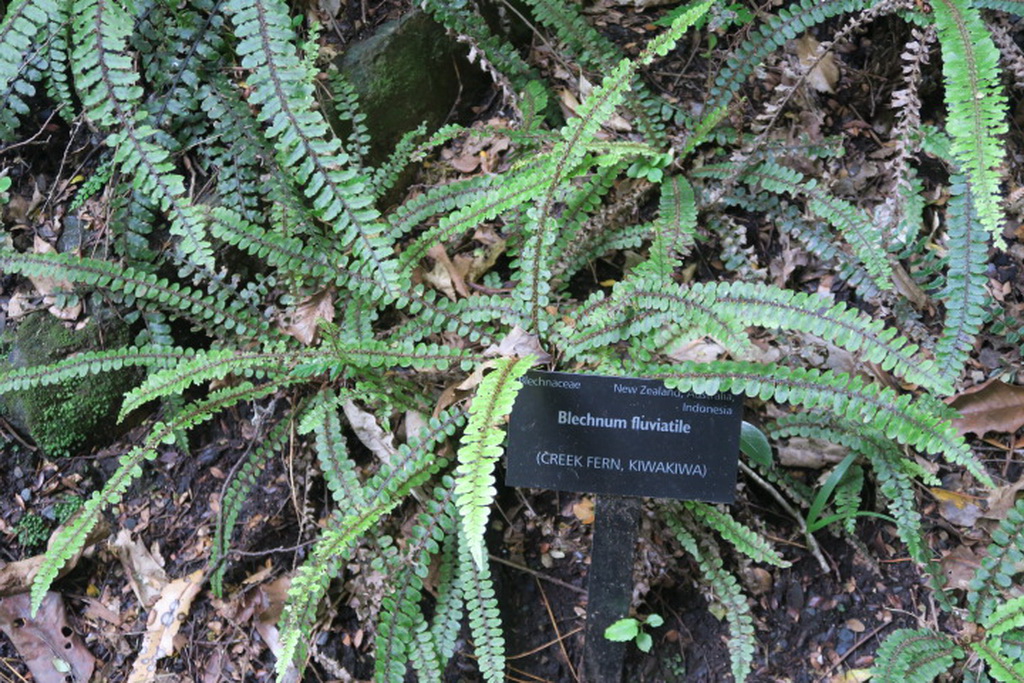 Botanica on the road: felci della Nuova zelanda