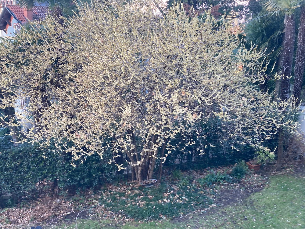 Le piante del giardino a metà inverno