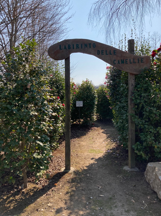 Un labirinto di camelie a Laveno Mombello