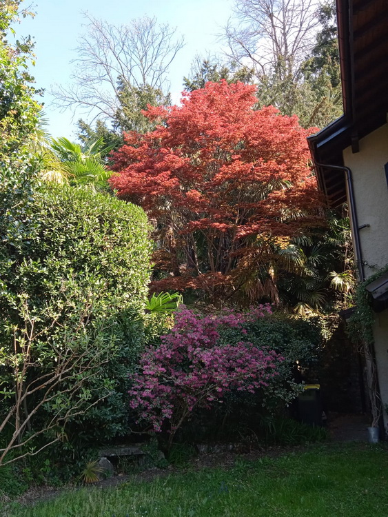 Il mio giardino a Laveno in aprile