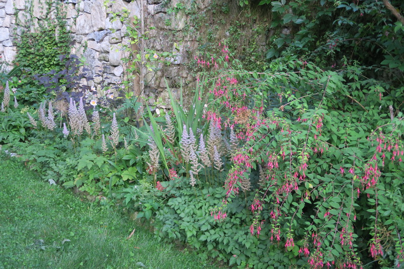 Il mio giardino in estate: qualche immagine di metà estate